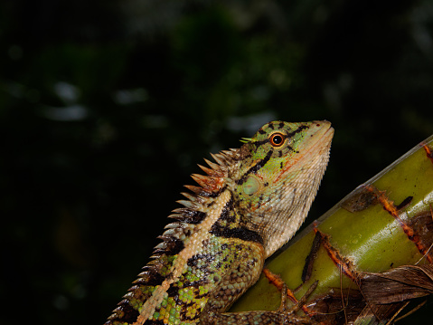 Close up lizard are beautiful patterned as a dark background