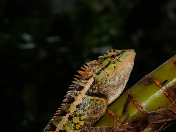 Photo of Close up lizard are beautiful patterned as a dark background