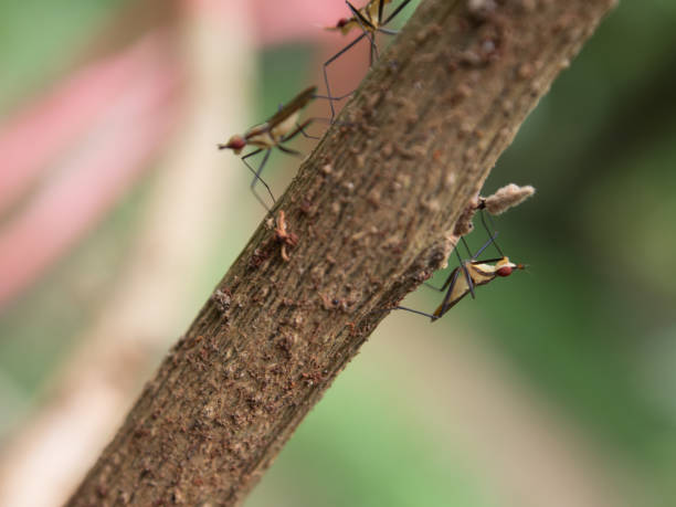 istock Close up small orange insect perched on brown stalk tree 839756462