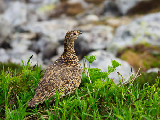 istock Rock ptarmigan female 839756474