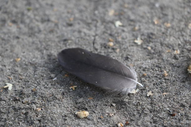 istock Isolated feather bird dove on gray background for design 839756594
