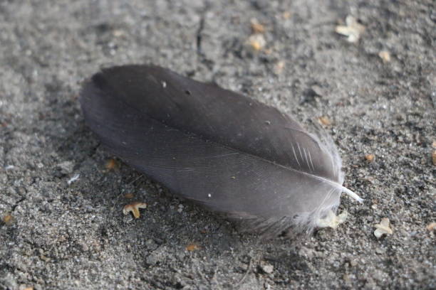 istock Isolated feather bird dove on gray background for design 839756596