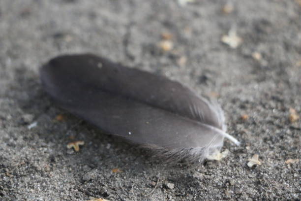 istock Isolated feather bird dove on gray background for design 839756662