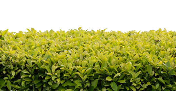 istock green bush isolated on white background 839758222
