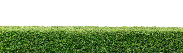 istock green bush isolated on white background 839764466