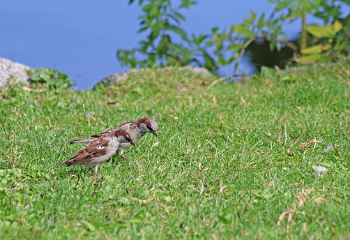 Sparrows in Switzerland enjoy the summertime during an August afternoon.