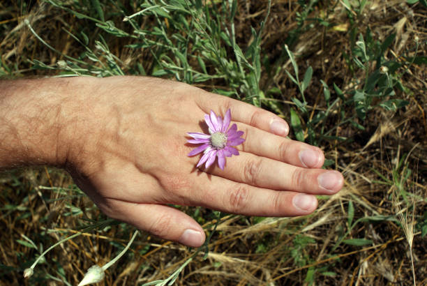 Field flower as a ring on a man’s finger