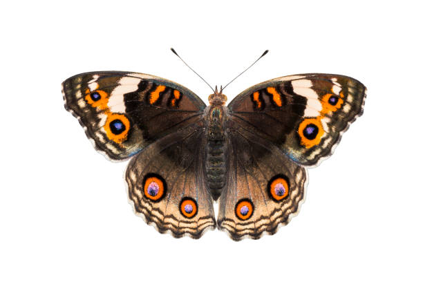 vista dorsale isolata della farfalla pansy blu femminile ( junonia orithya linnaeus ) - nymphalid foto e immagini stock