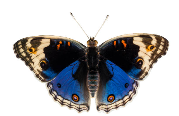 vista dorsale isolata della farfalla pansy blu maschile ( junonia orithya linnaeus ) - nymphalid foto e immagini stock