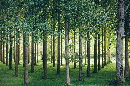 Trees planted in a row in the woods