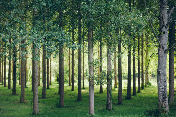 Trees planted in a row in the forest stock photo