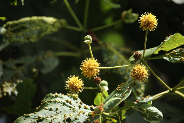 istock white and yellow flower of teak tree 839794742