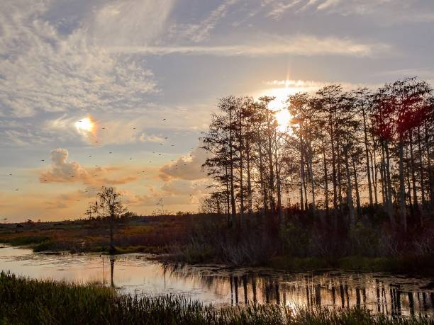 istock birds fly over swamp at sunset 839794824