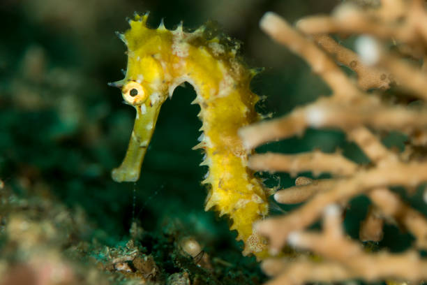 istock Thorny seahorse - Hippocampus Hystrix 839795102