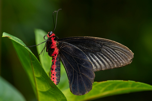 mariposa photo