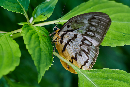 mariposa photo