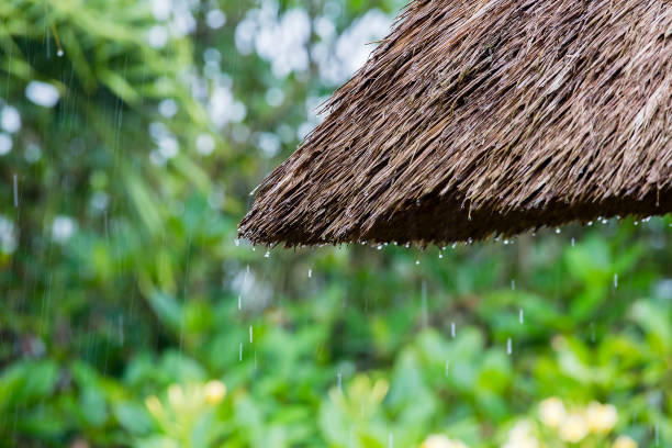 istock Tropical summer rain falling big rain drops falling down on straw roof in garden. Island Bali, Ubud, Indonesia 839802452