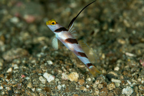 Black-rayed shrimpgoby - Stonogobiopsnematodes