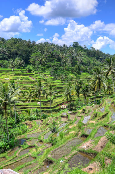 istock Ubud palace, Bali, Indonesia 839806422