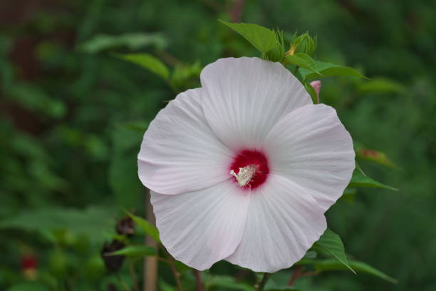 Hibiscus moscheutos \n