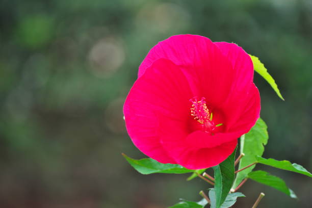 istock Hibiscus moscheutos 839813978