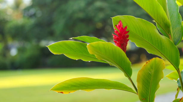istock Hawaiian red ginger flower bloom 839814428