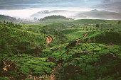 Tea plantation in Munnar, Kerala