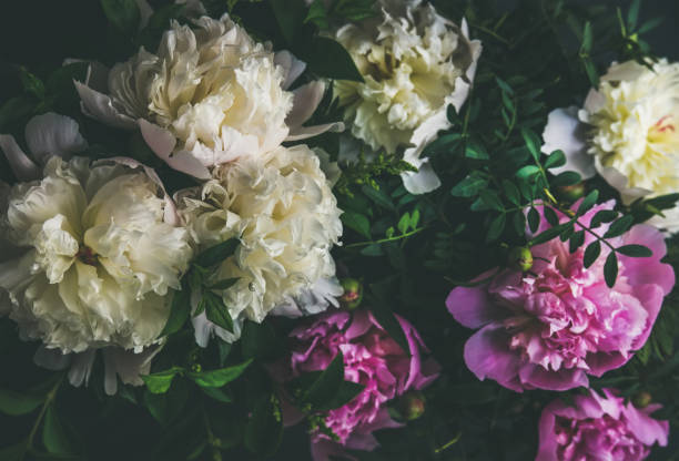 istock White and pink peony flowers over dark background, top view 839818432