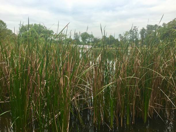 istock Cattail Water reeds in pound in a garden 839820036