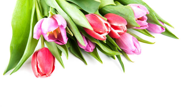 istock bouquet of tulips 839820092