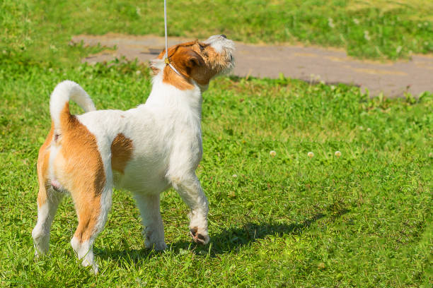 istock dog of terrier Close-up 839825368