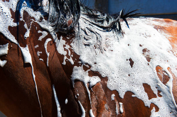 Horse being washed with shampoo stock photo
