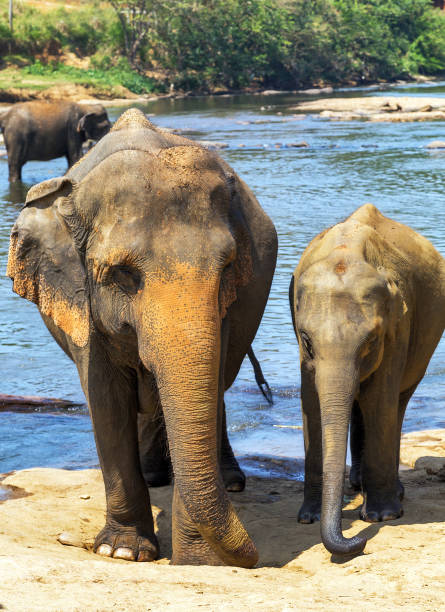 istock family indian elephants bath in river Ceylon, Pinnawala 839825926