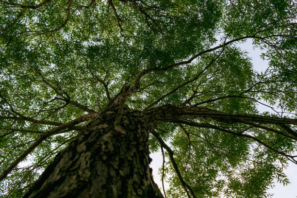 istock Branches of trees in the view from below 839826986