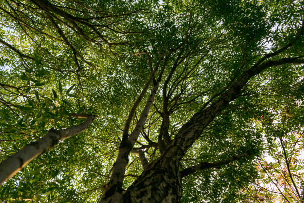 istock Branches of trees in the view from below 839826990