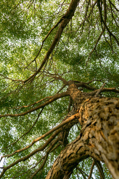istock Branches of trees in the view from below 839827034