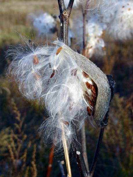 istock White fluff from a dry plant 839829260