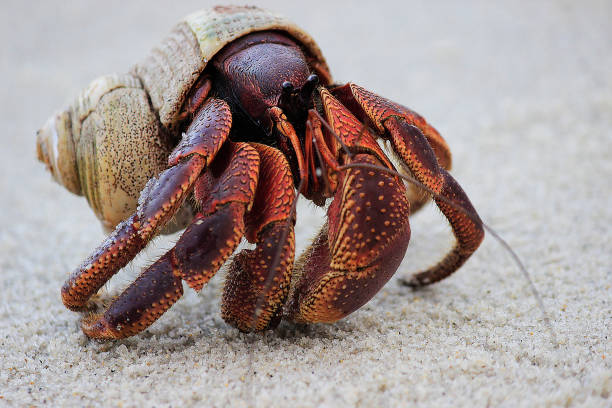 istock Hermit Crab close up, in sand, on beach 839833266