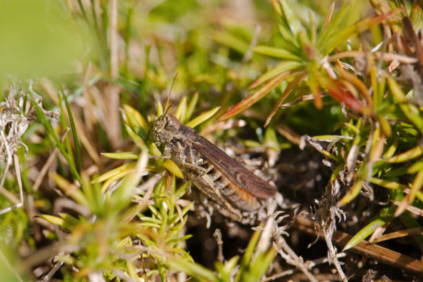 istock Common field grasshopper during the Summer. 839833908
