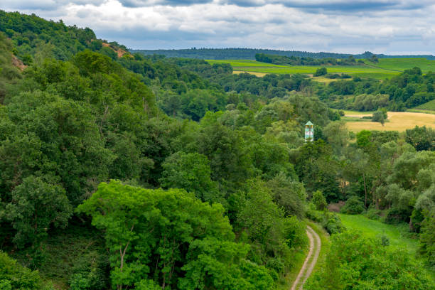 Walk through a green forest to a lookout tower