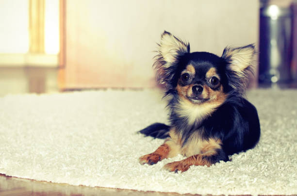 istock Chihuahua puppy indoors 839840658