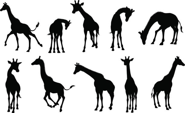 illustrazioni stock, clip art, cartoni animati e icone di tendenza di silhouettes giraffe animale - giraffa ungulato
