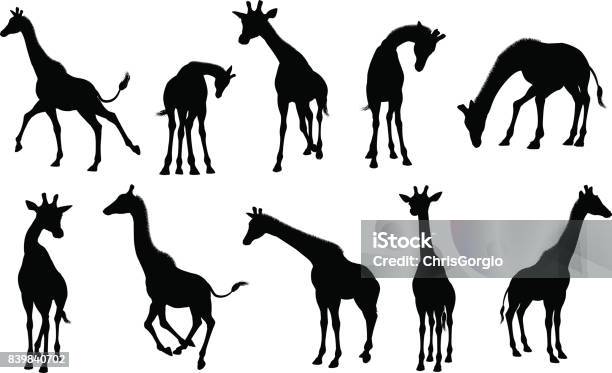 Silhouettes Giraffe Animal Stock Illustration - Download Image Now - Giraffe, In Silhouette, Vector