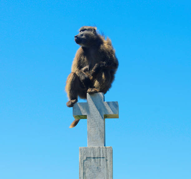 Two baboons in Kruger national park. Image taken with Canon EOS 1Ds Mark II and 70-200mm 2,8 USM L. XXL size image.