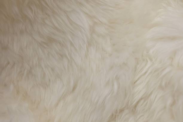 istock Detail of White Fluffy Wool Texture Background 839845558