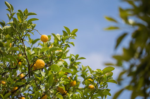 Orange tree garden