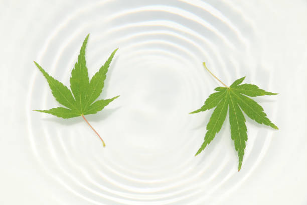 istock Japanese green maple on white water ripple 839848674