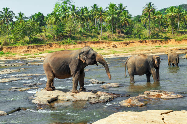 istock elephant orphanage, Sri lanka 839849028