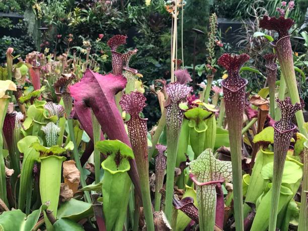 istock Carnivorous plant - Sarracenia or pitcher plant 839849390