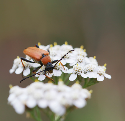 Stictoleptura rubra, the Red-brown Longhorn Beetle, is a species of beetles belonging to the family Cerambycidae.\n\n\n\n\n\n\n\n\n\n\n\n\n\n